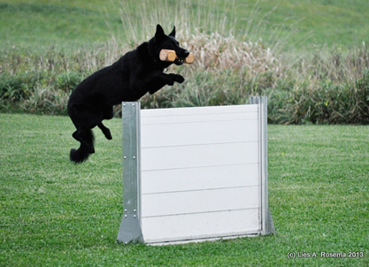 ceridwen zu treuen handen IPO2 RN german shepherd hurdle